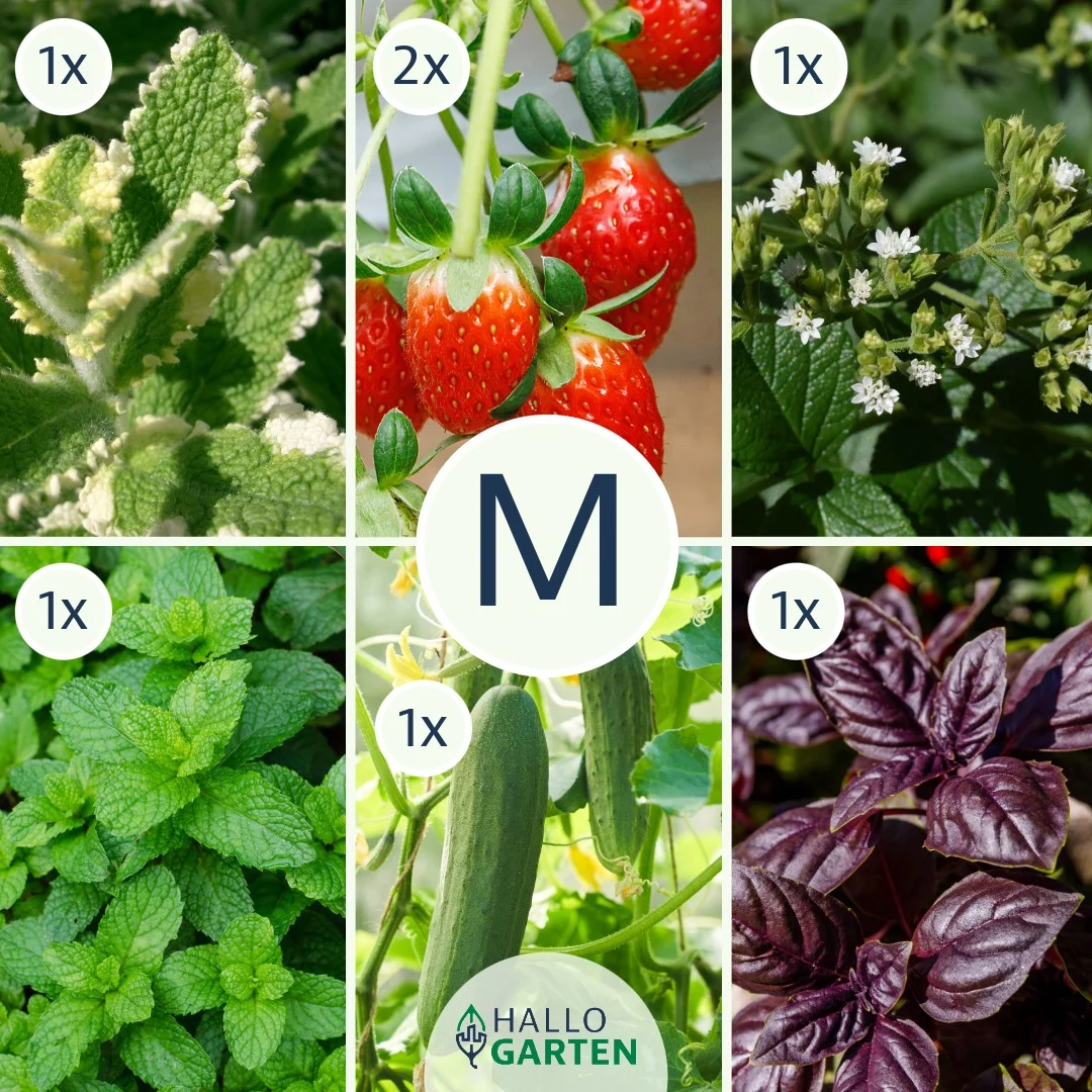 Pflanzen-Set Pimp your water - Bild 2