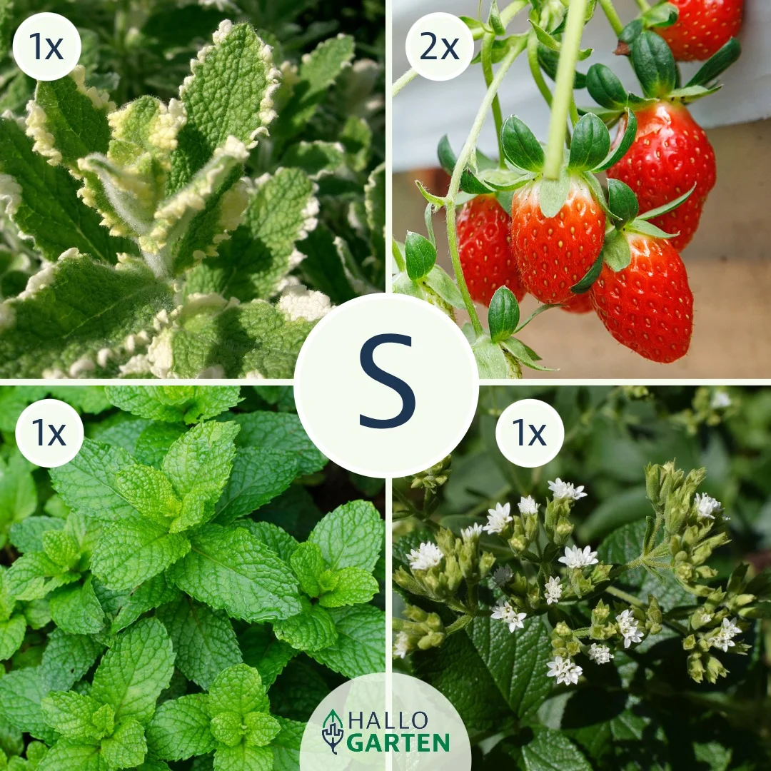 Pflanzen-Set Pimp your water