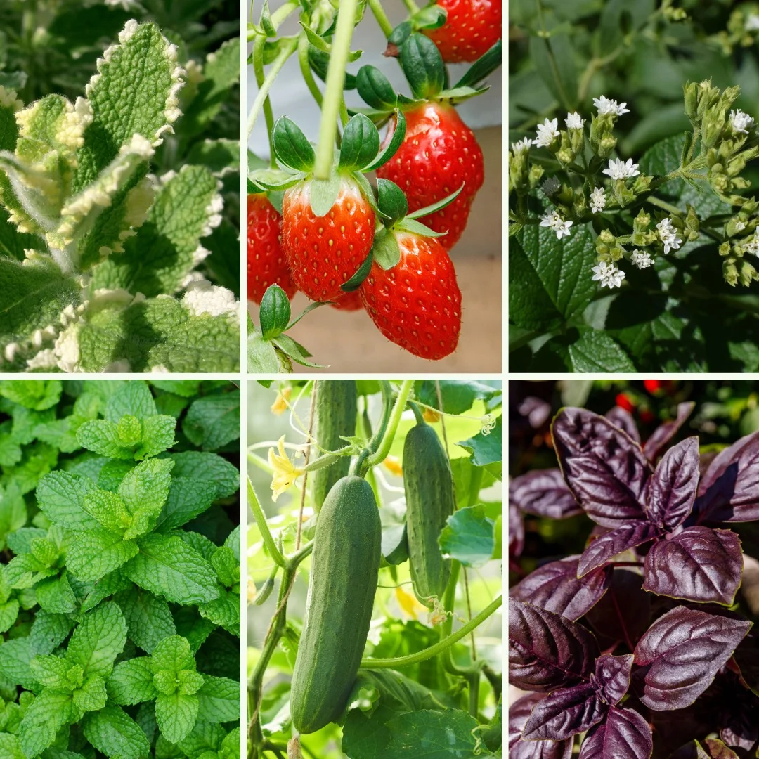 Pflanzen-Set Pimp your water - Bild 3