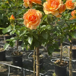 Stammrose - Rosa Hansestadt Rostock - Bild 2