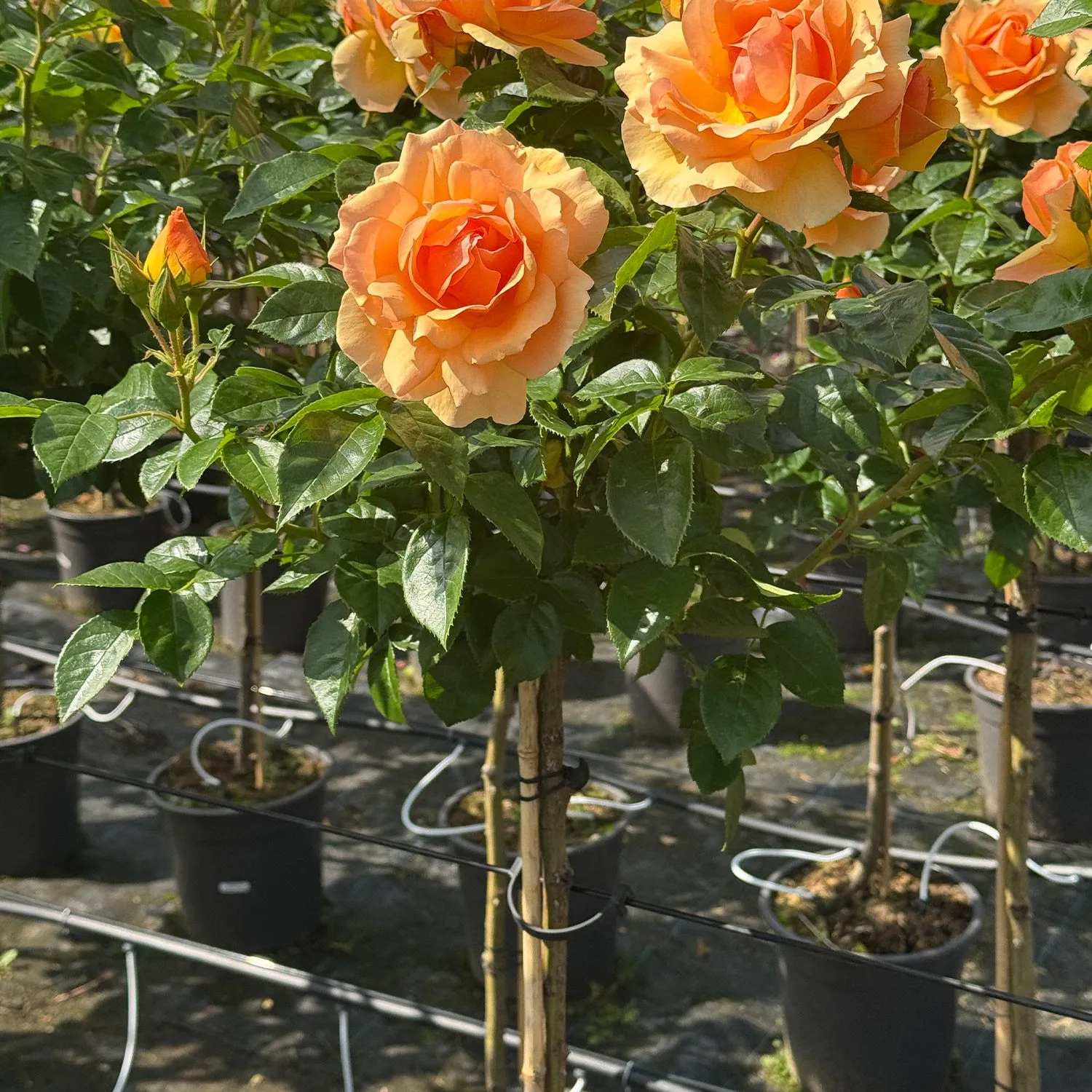 Stammrose - Rosa Hansestadt Rostock - Bild 2