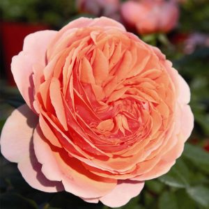 Nostalgierose Strauchrose - Rosa 'Chippendale®'