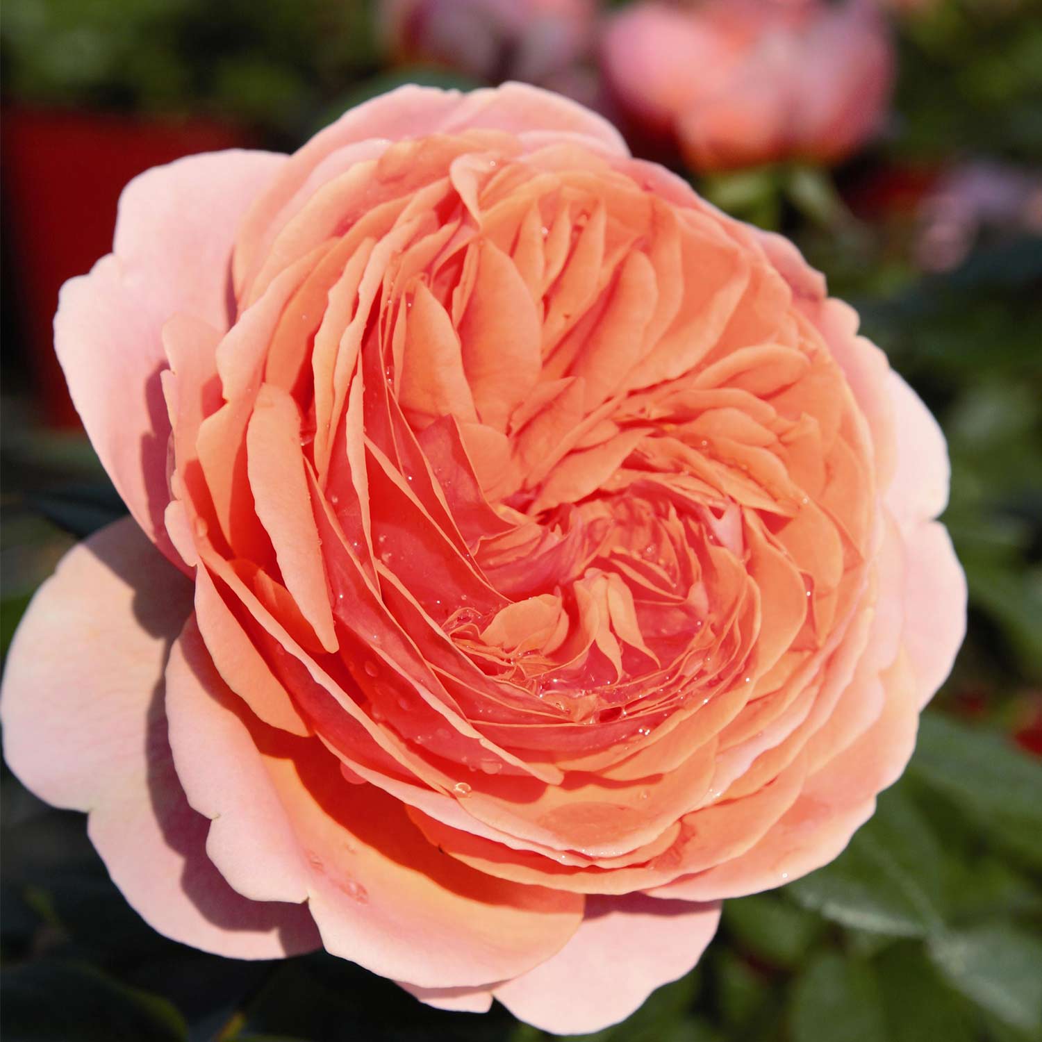 Nostalgierose Strauchrose - Rosa 'Chippendale®'