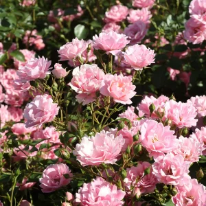 Stammrose - Rosa  'Sommerwind®' - Bild 2