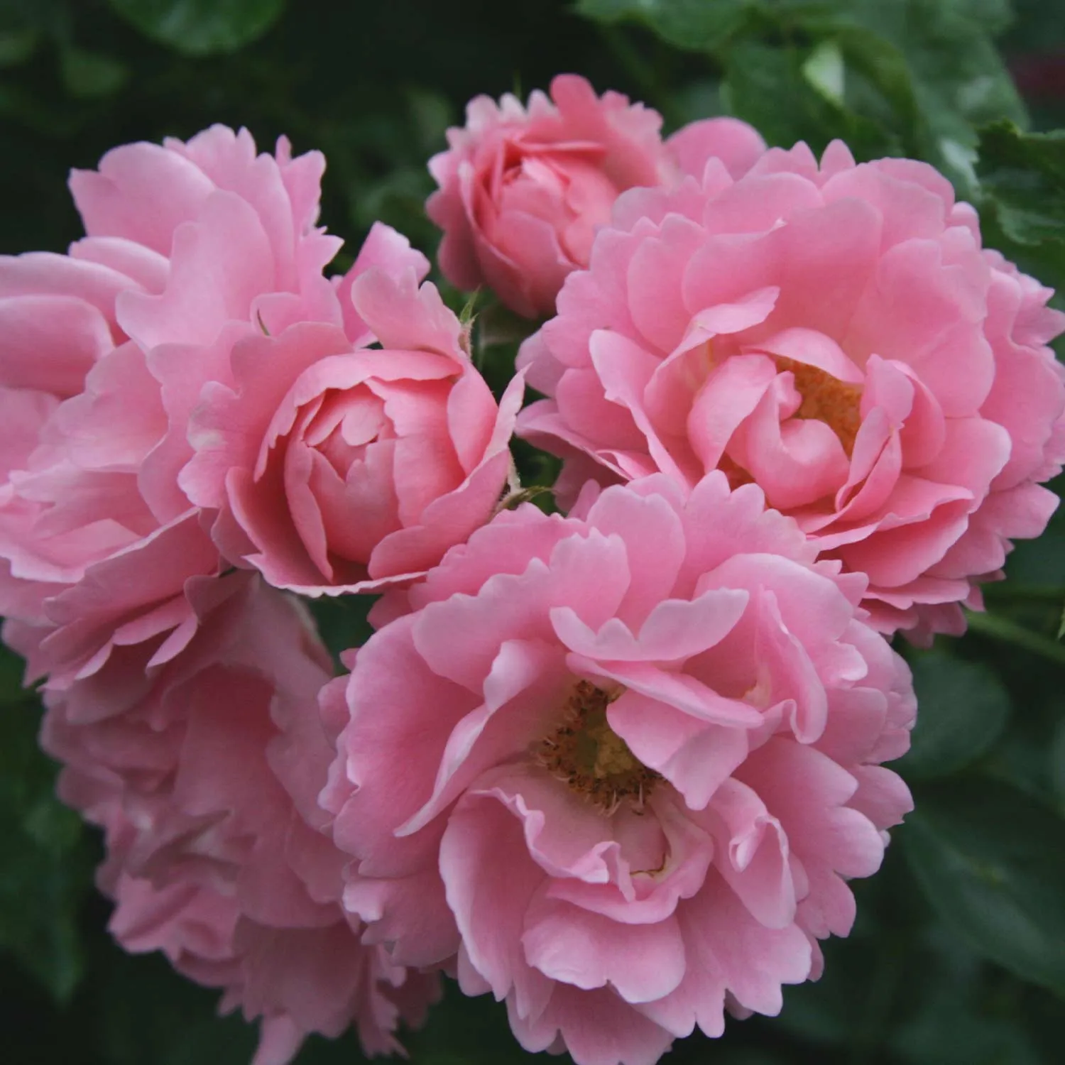 Stammrose - Rosa  'Sommerwind®' - Bild 3
