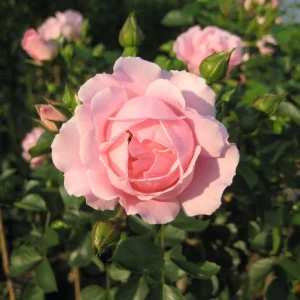 Stammrose - Rosa  'Sommerwind®'