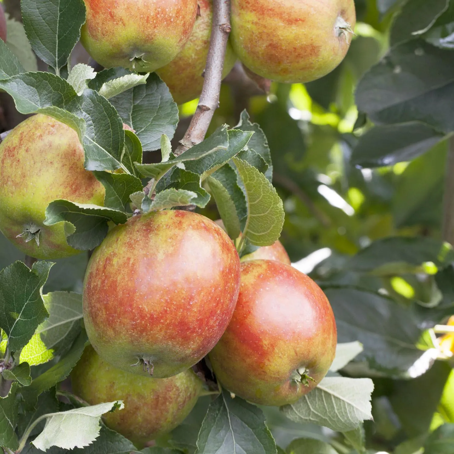 Herbstapfel - Malus domestica 'Holsteiner Cox' - Bild 3