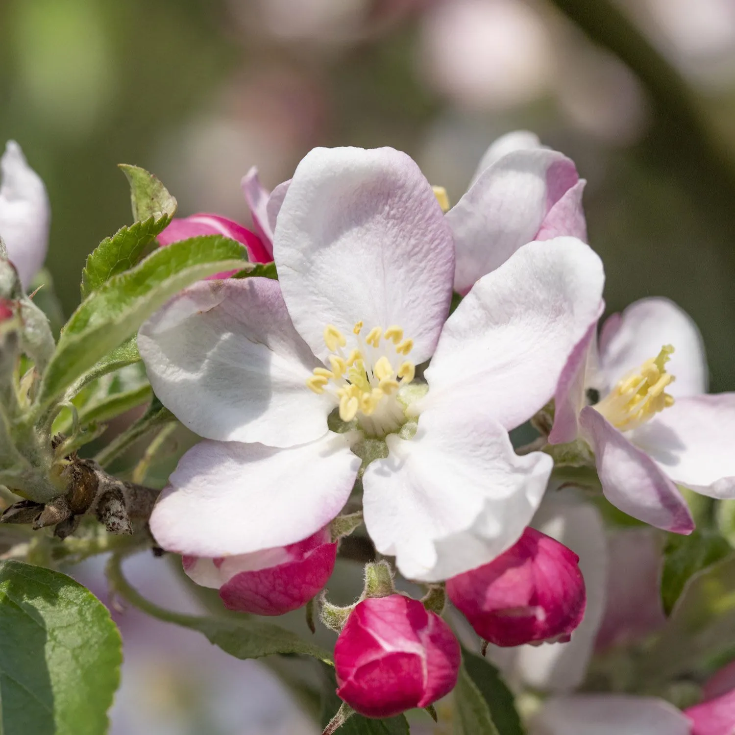 Herbstapfel - Malus domestica 'Holsteiner Cox' - Bild 2