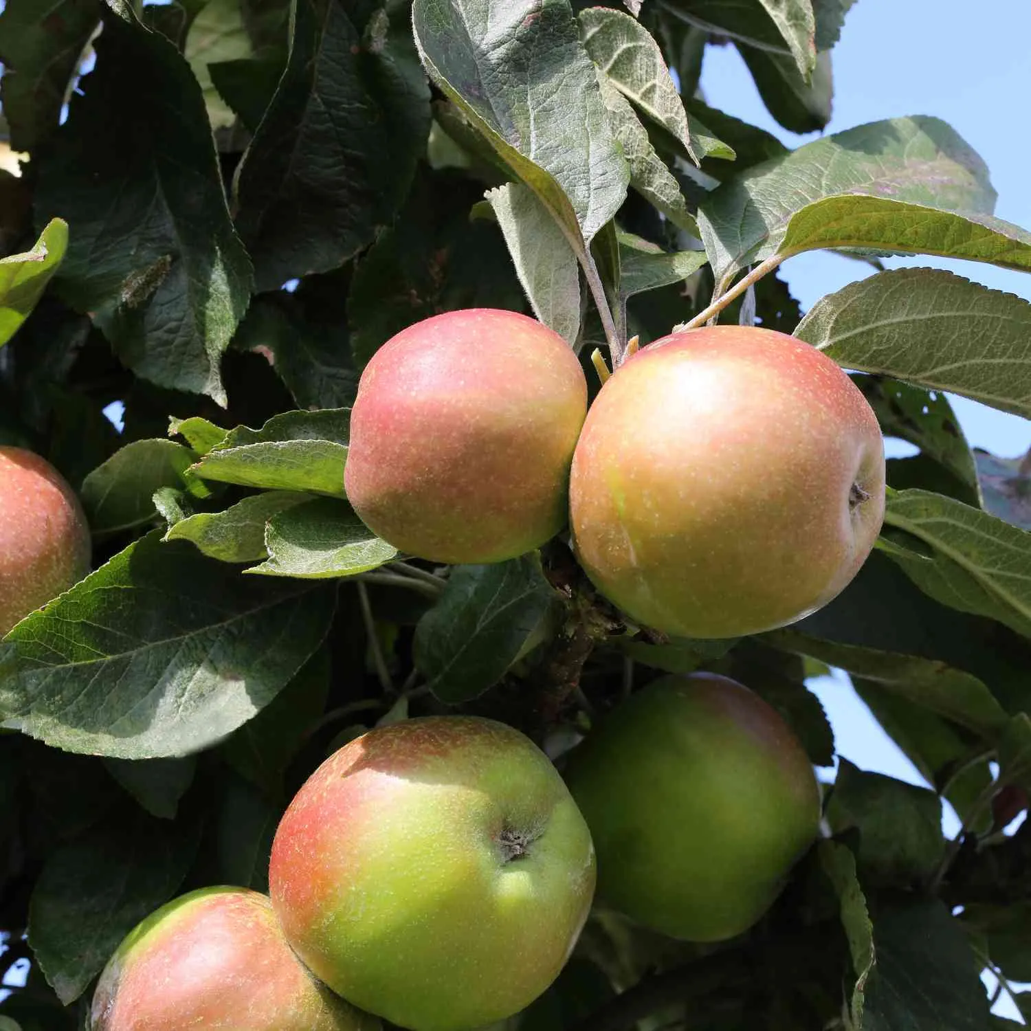 Herbstapfel - Malus domestica 'Holsteiner Cox'