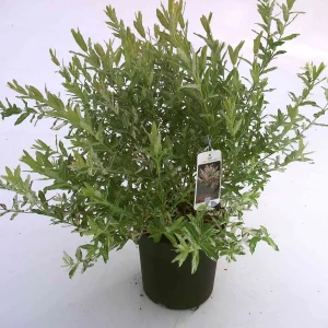 Vorgarten der feinen Gesellschaft - Bild 6