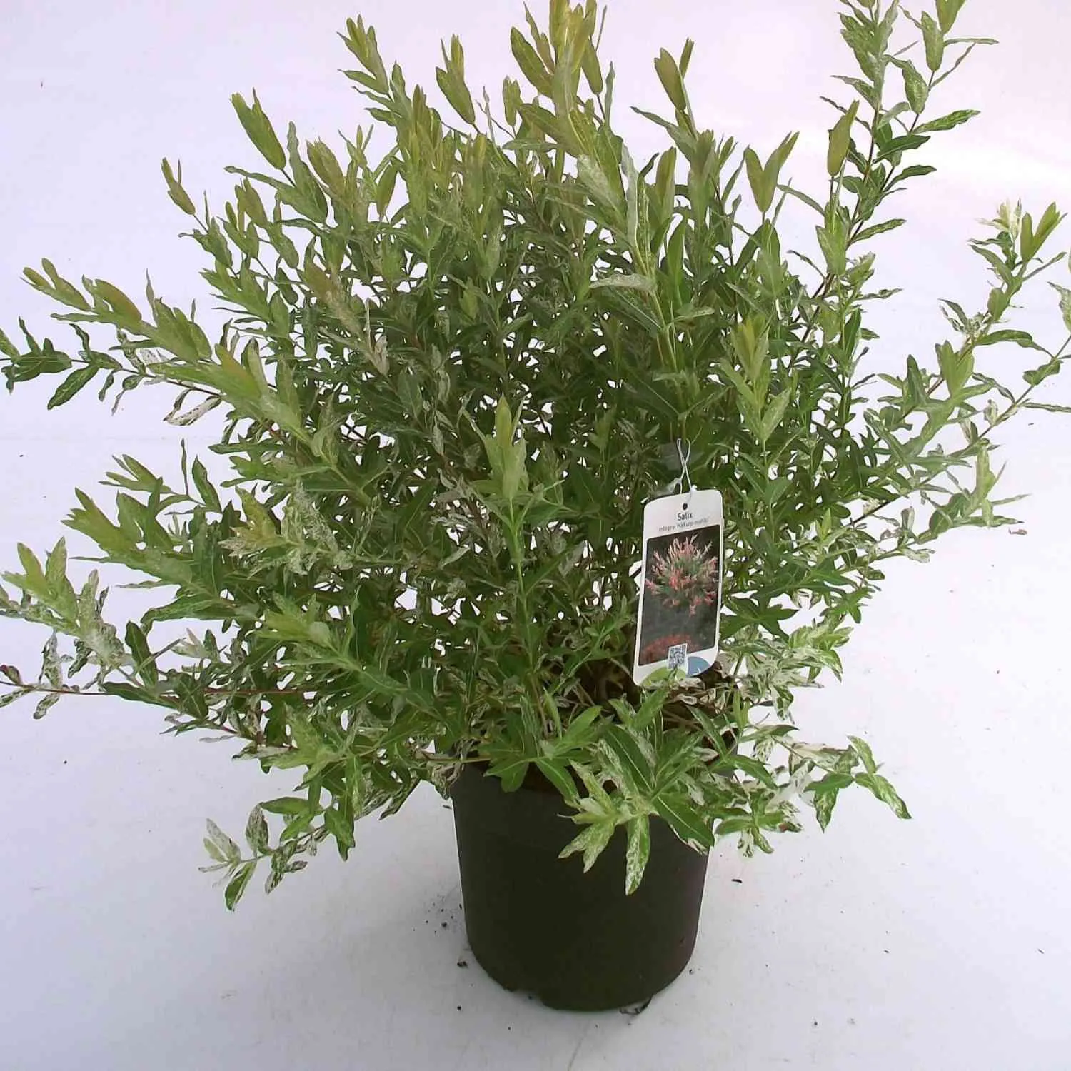 Vorgarten der feinen Gesellschaft - Bild 6