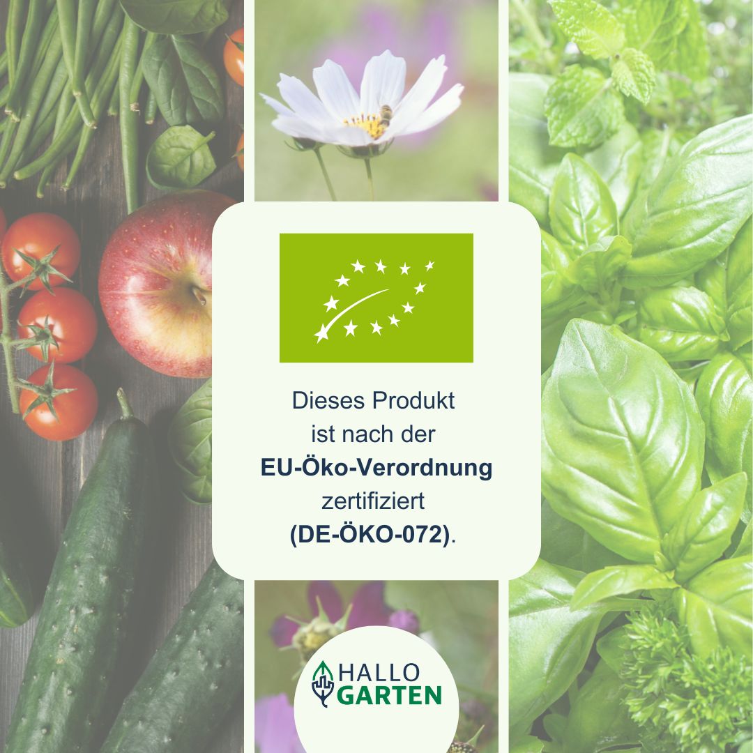 Blumen-Set Sommer in der Provence