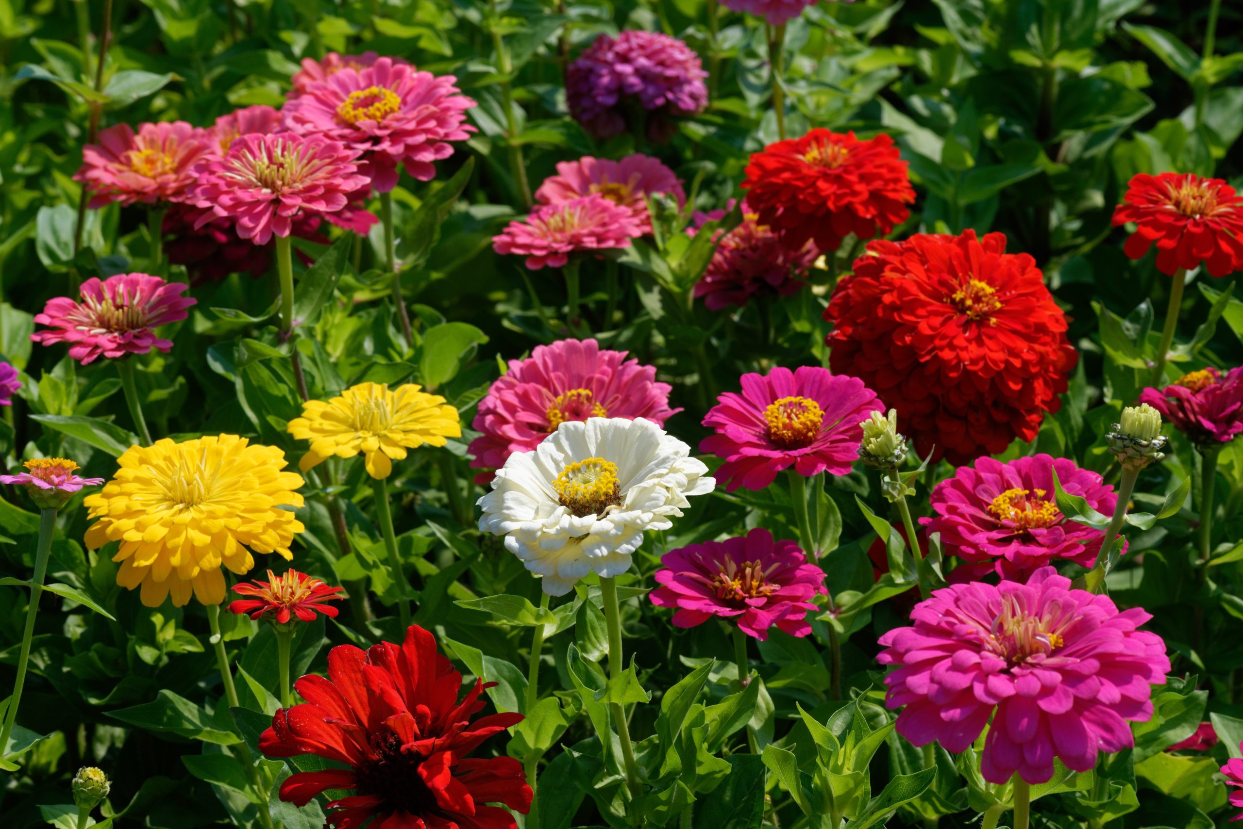 Bunt blühende Zinnien in Rot, Pink, Gelb und Weiß in einem sommerlichen Beet.