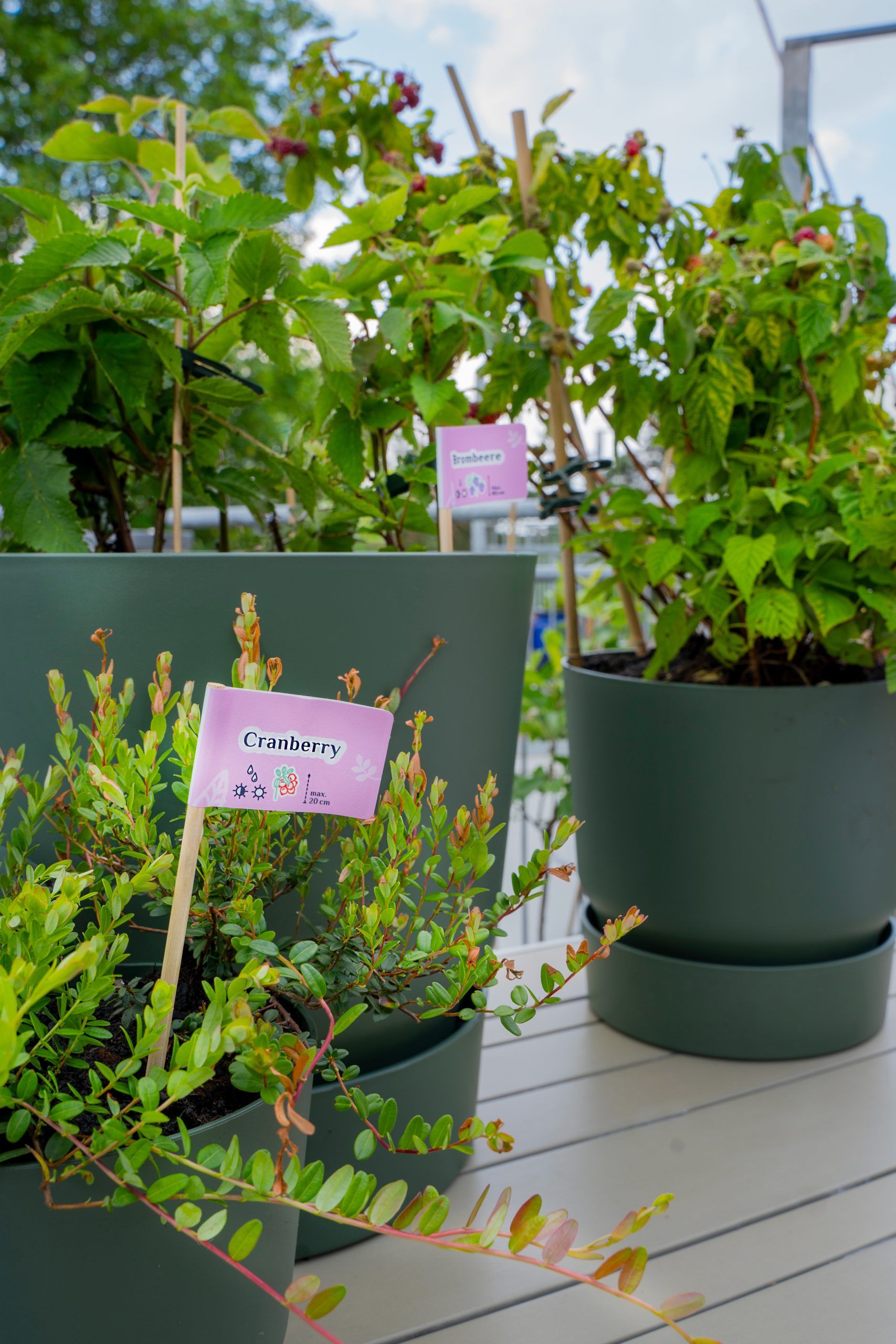 Cranberry- und Beerenpflanzen in großen Pflanzkübeln auf einem Balkon mit Pflanzschildern.