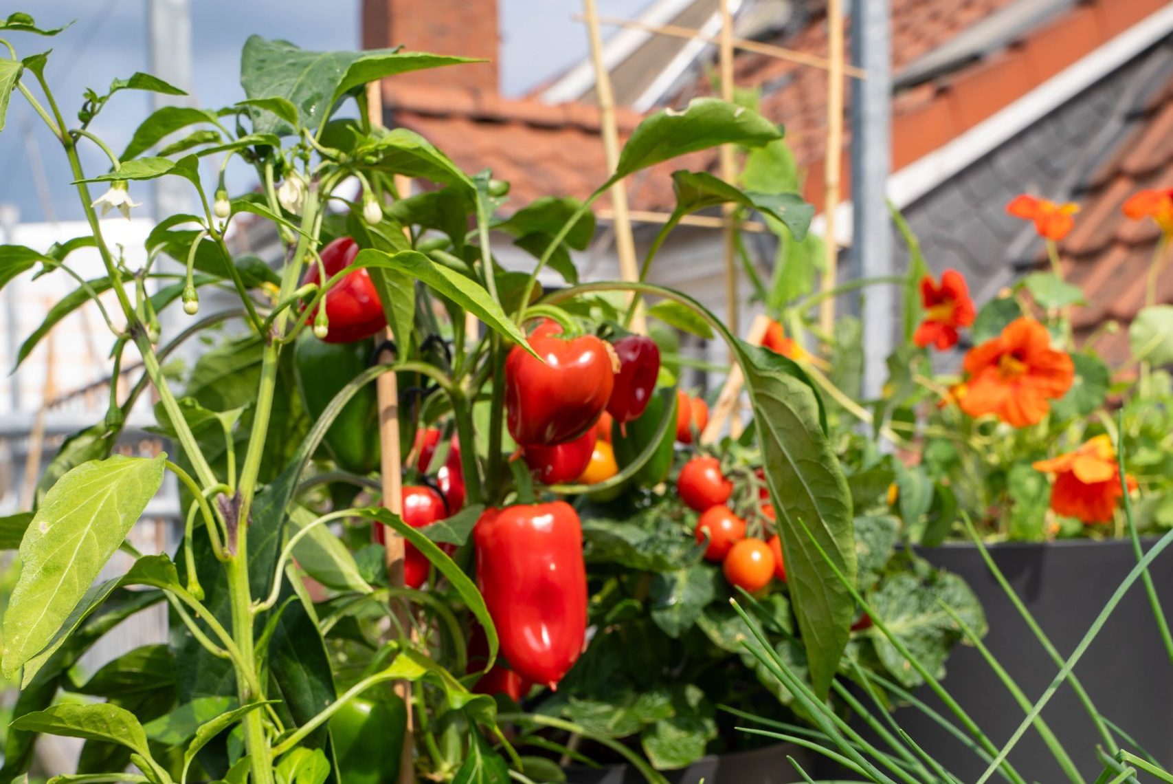 Rote Paprika und kleine Tomatenpflanzen in schwarzen Pflanzkübeln auf einem Balkon, daneben ein Topf mit Schnittlauch, im Hintergrund Hausdächer.
