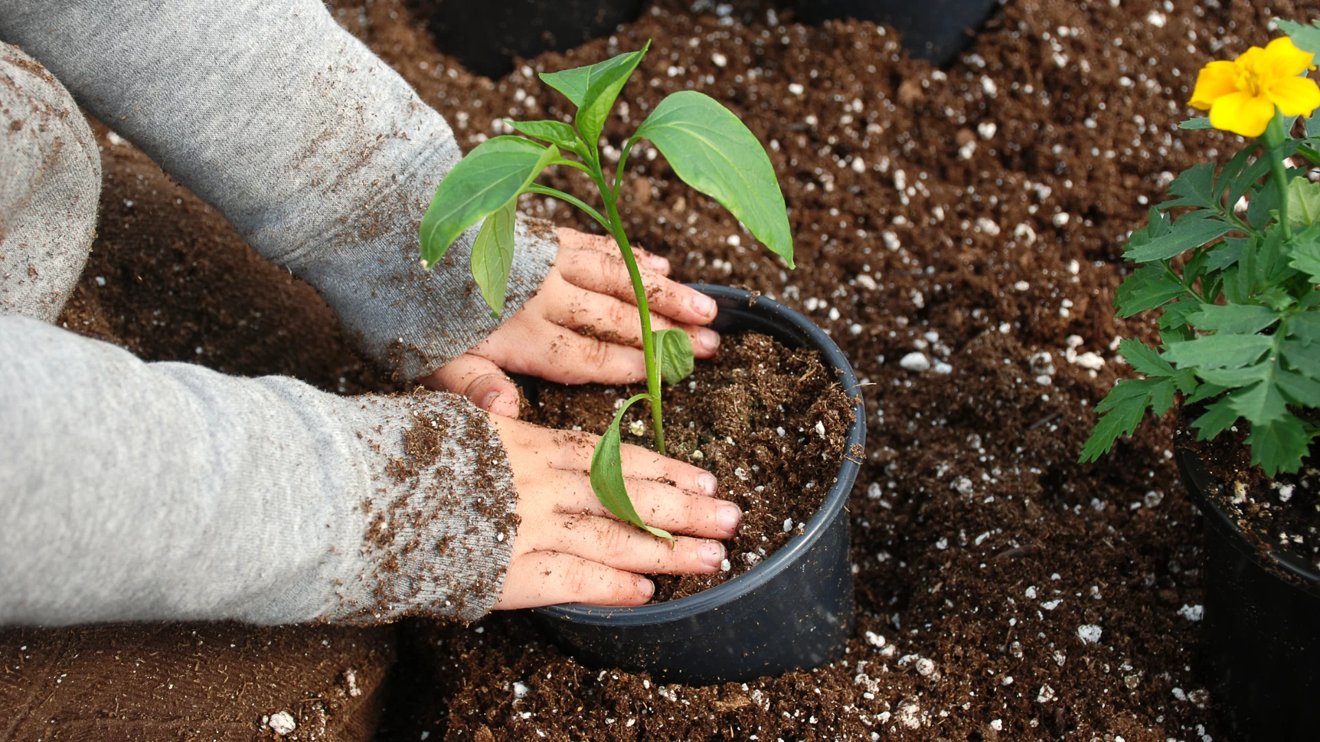elho – Nachhaltiges Design für eine grüne Zukunft