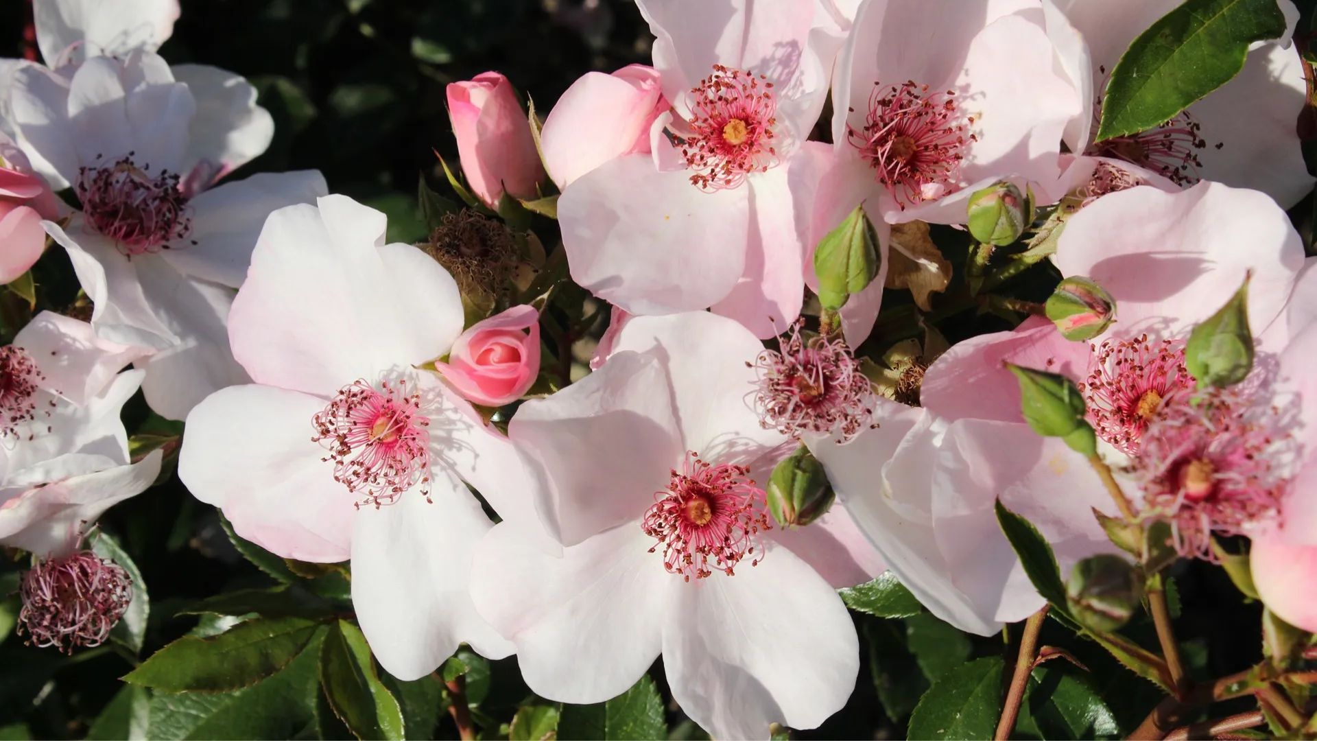 Traumhafte Rosen für Garten &amp; Balkon