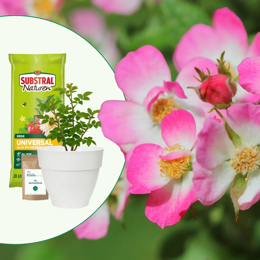 Geschenk-Set - Pinke Zwergrose im Topf