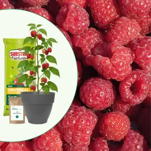 Geschenk-Set - Dornenlose Himbeere im Topf