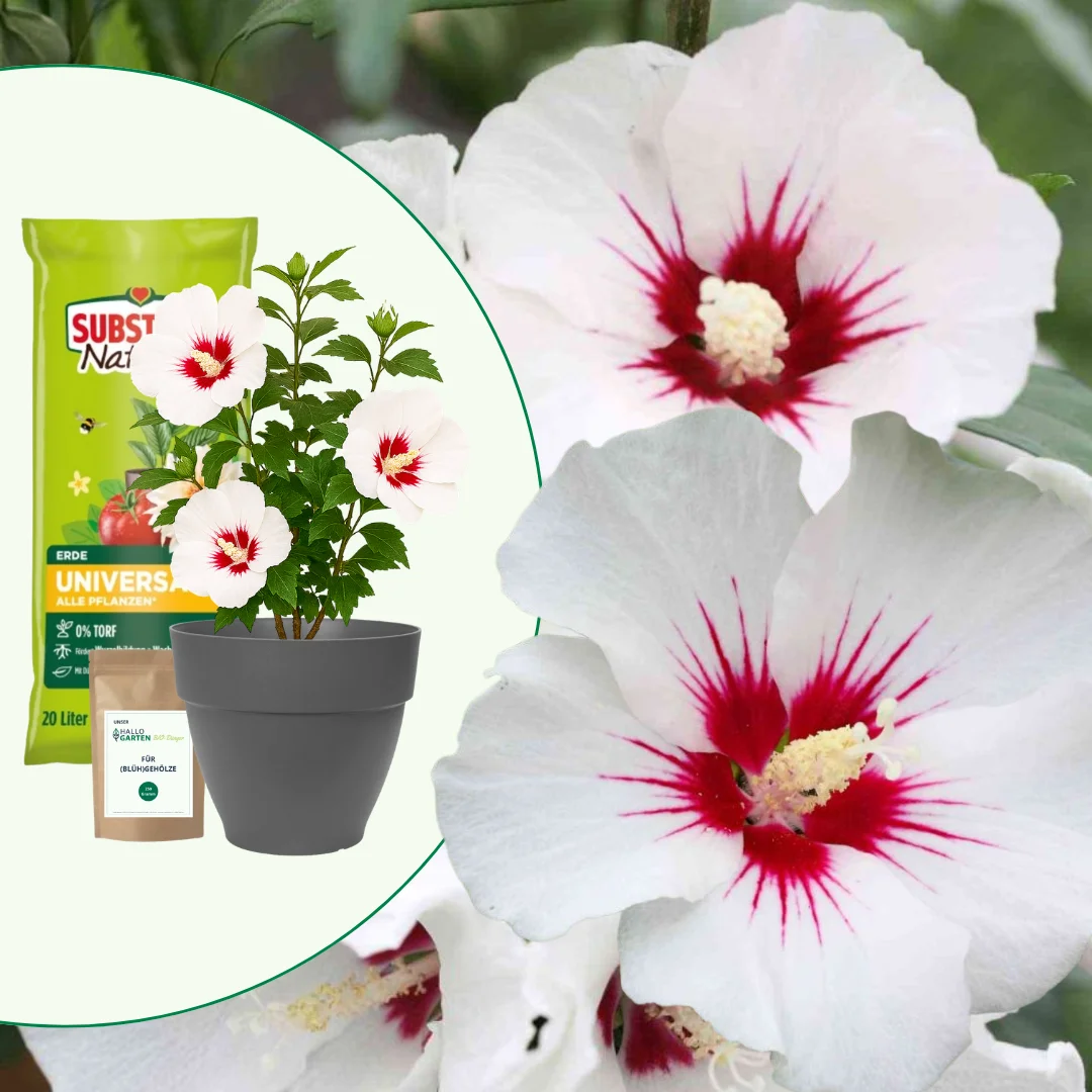 Geschenk-Set - Weißblütiger Hibiscus im Topf
