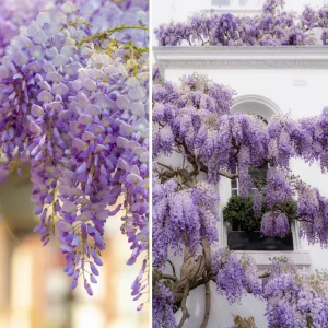 Vorgarten der feinen Gesellschaft - Bild 3