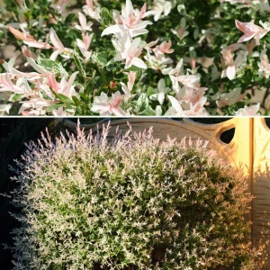 Vorgarten der feinen Gesellschaft - Bild 2