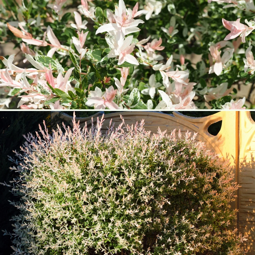 Vorgarten der feinen Gesellschaft - Bild 2