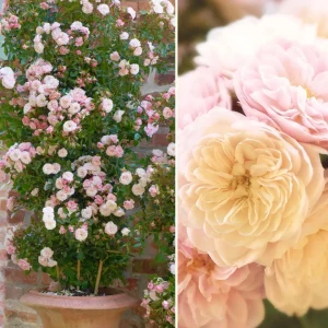 Vorgarten der feinen Gesellschaft - Bild 4