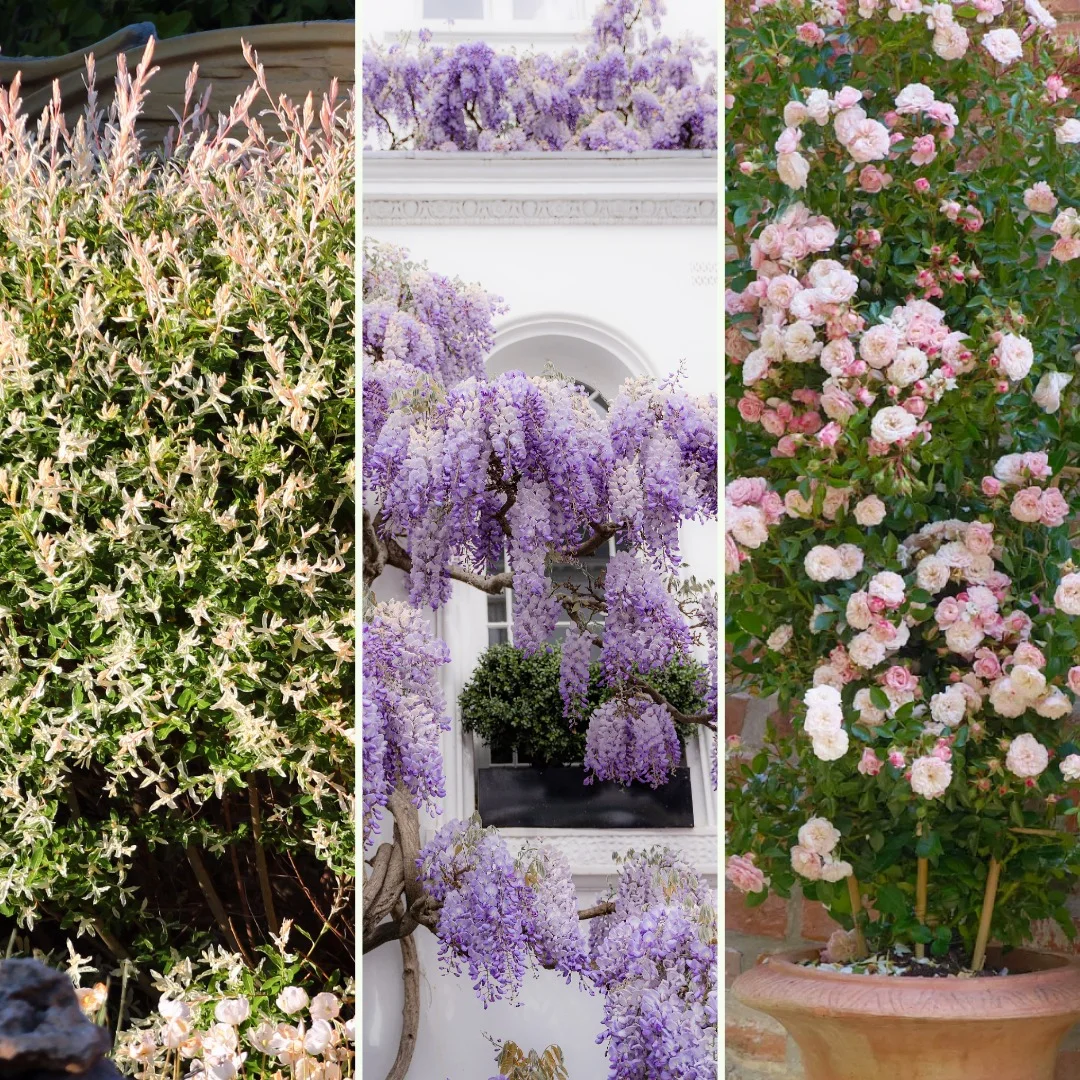 Vorgarten der feinen Gesellschaft