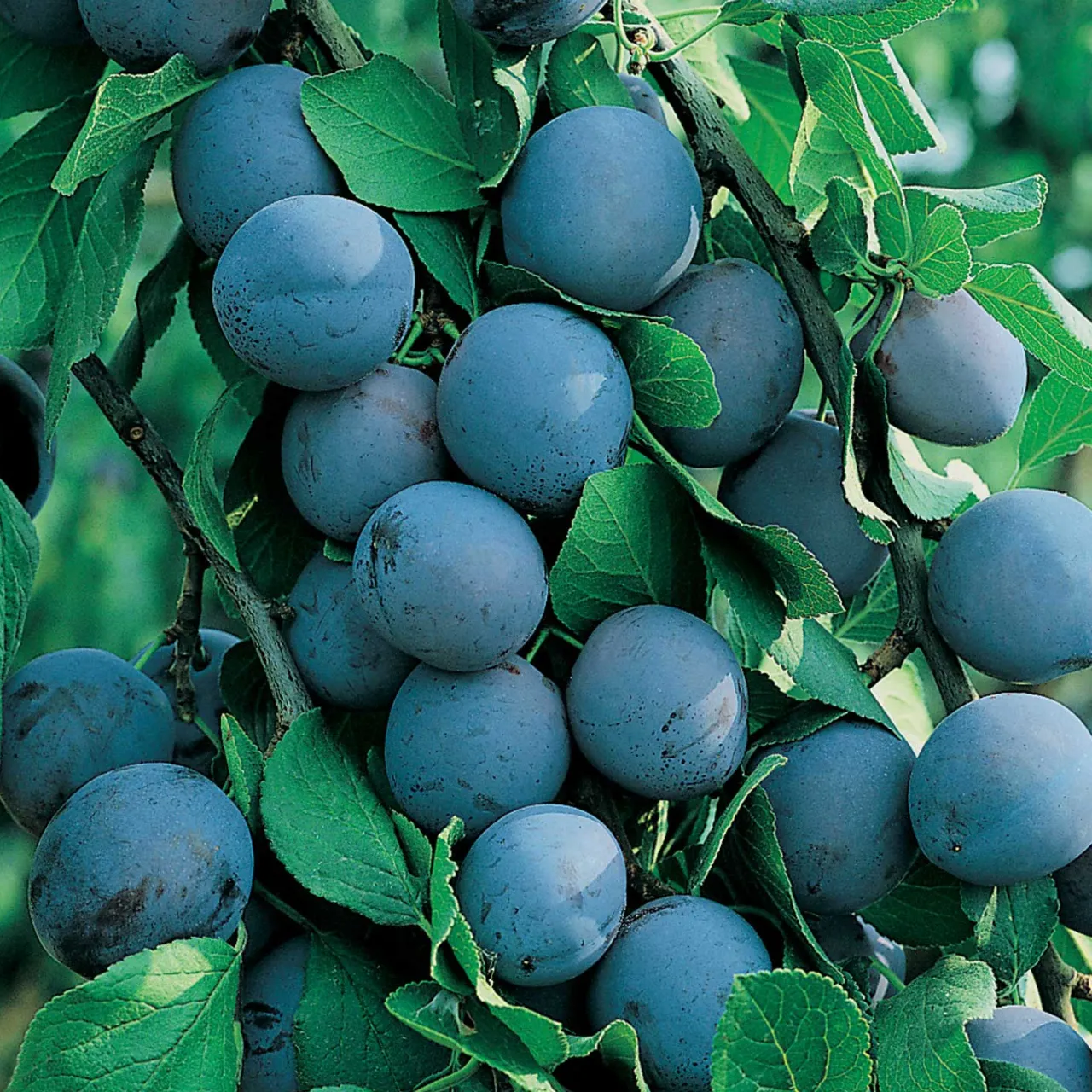 Zwetsche - Prunus domestica Jojo ®