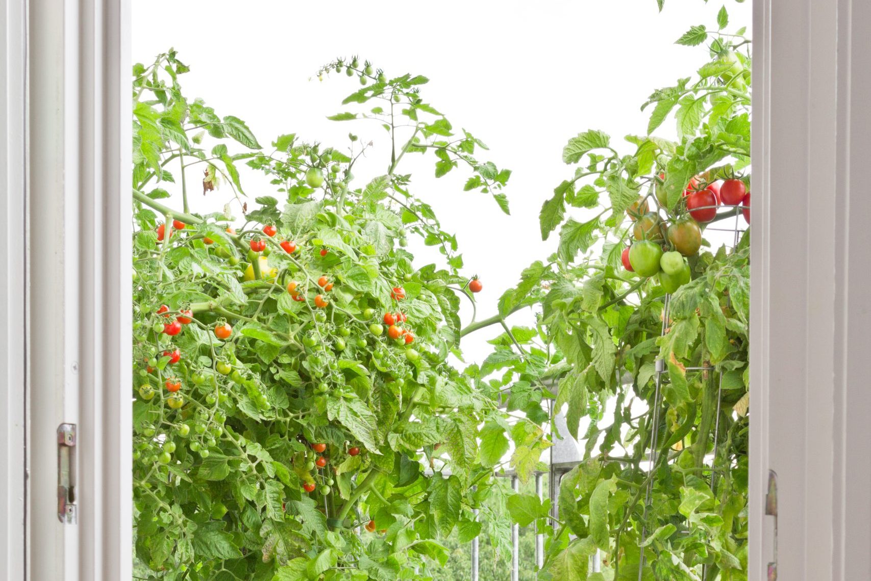 Blick durch eine geöffnete Balkontür auf einen Balkon mit hohen Tomatenpflanzen und weiteren Gemüsepflanzen in Töpfen.