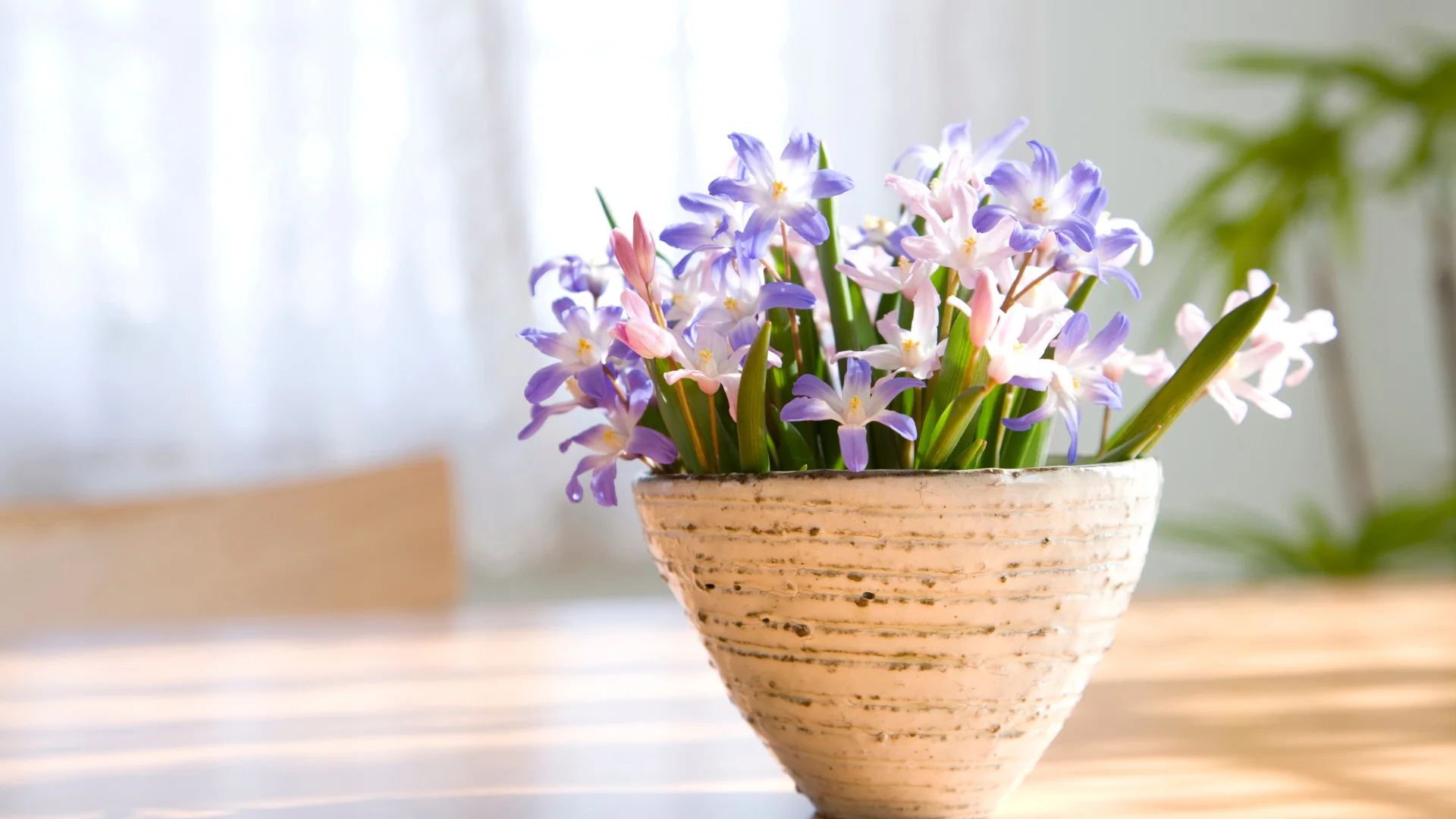 Hallo Garten Geschenk-Sets
