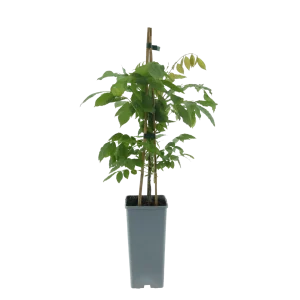 Vorgarten der feinen Gesellschaft - Bild 5