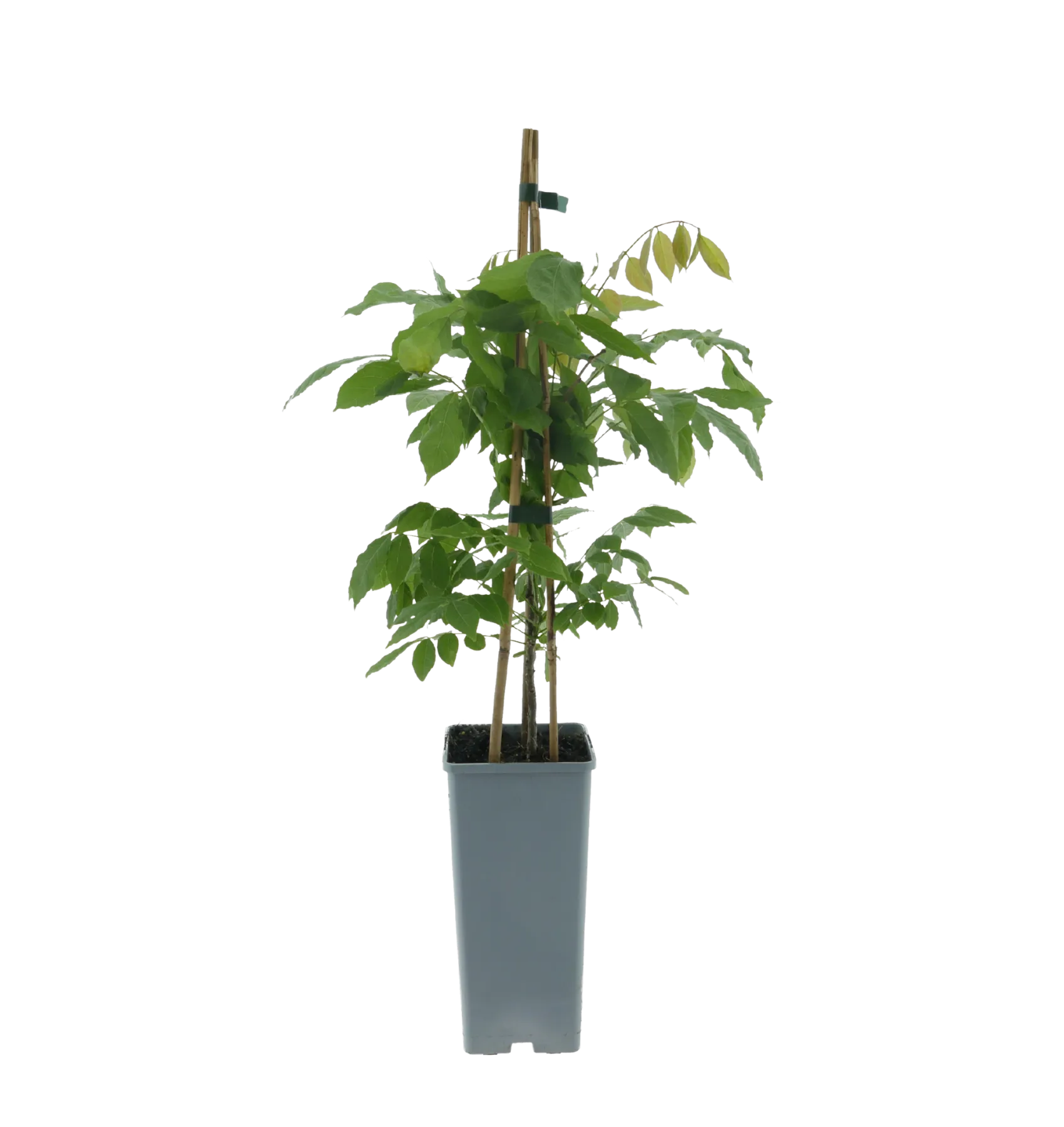 Vorgarten der feinen Gesellschaft - Bild 5