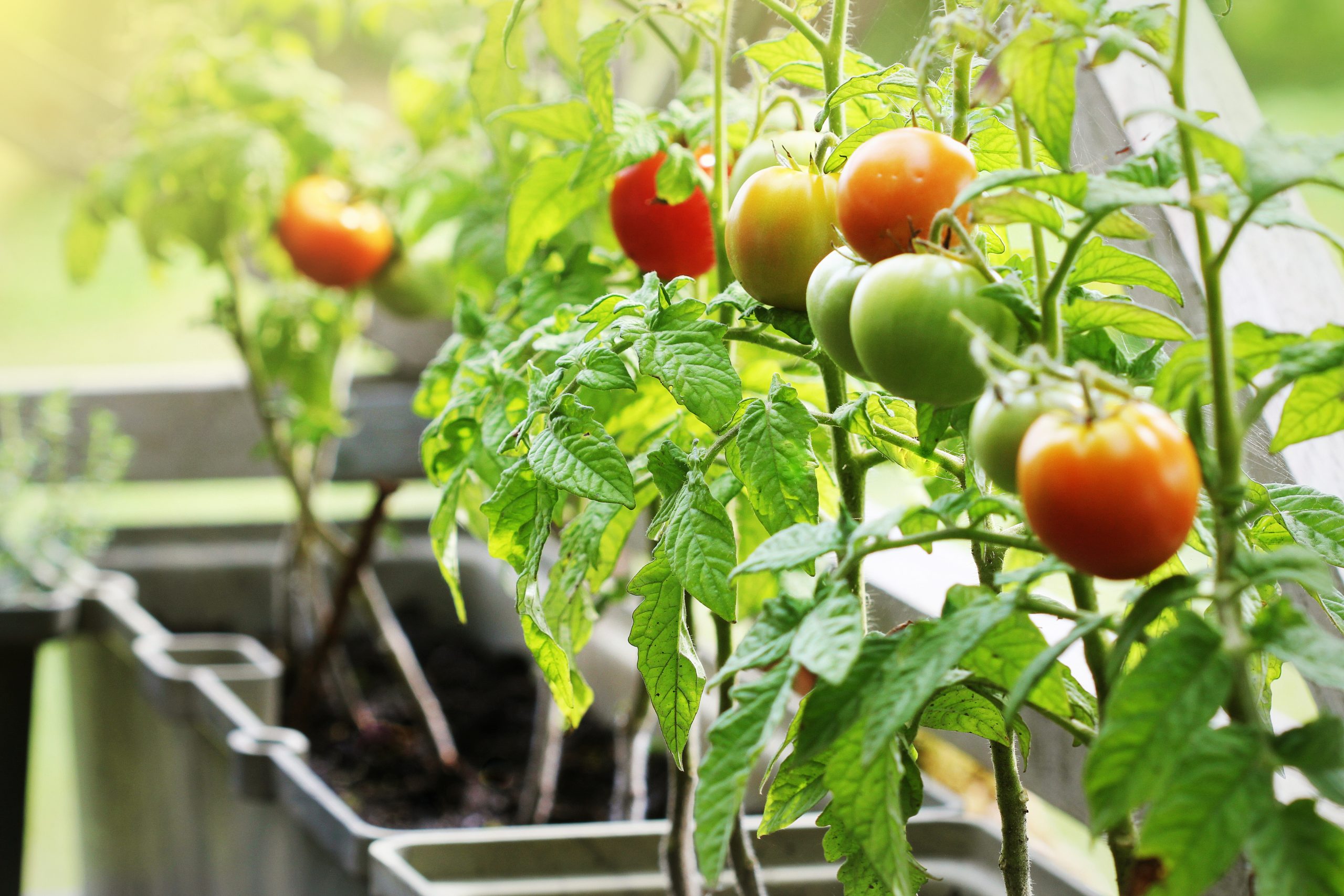 Reifende rote und grüne Tomaten an Tomatenpflanzen im Balkonkasten in der Sonne.