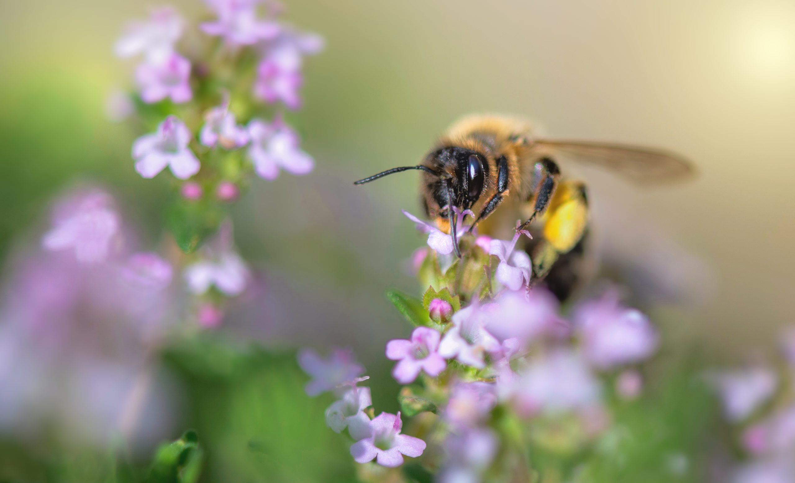 Biene auf kleinen lila Blüten einer Gartenpflanze im nahen Detail.