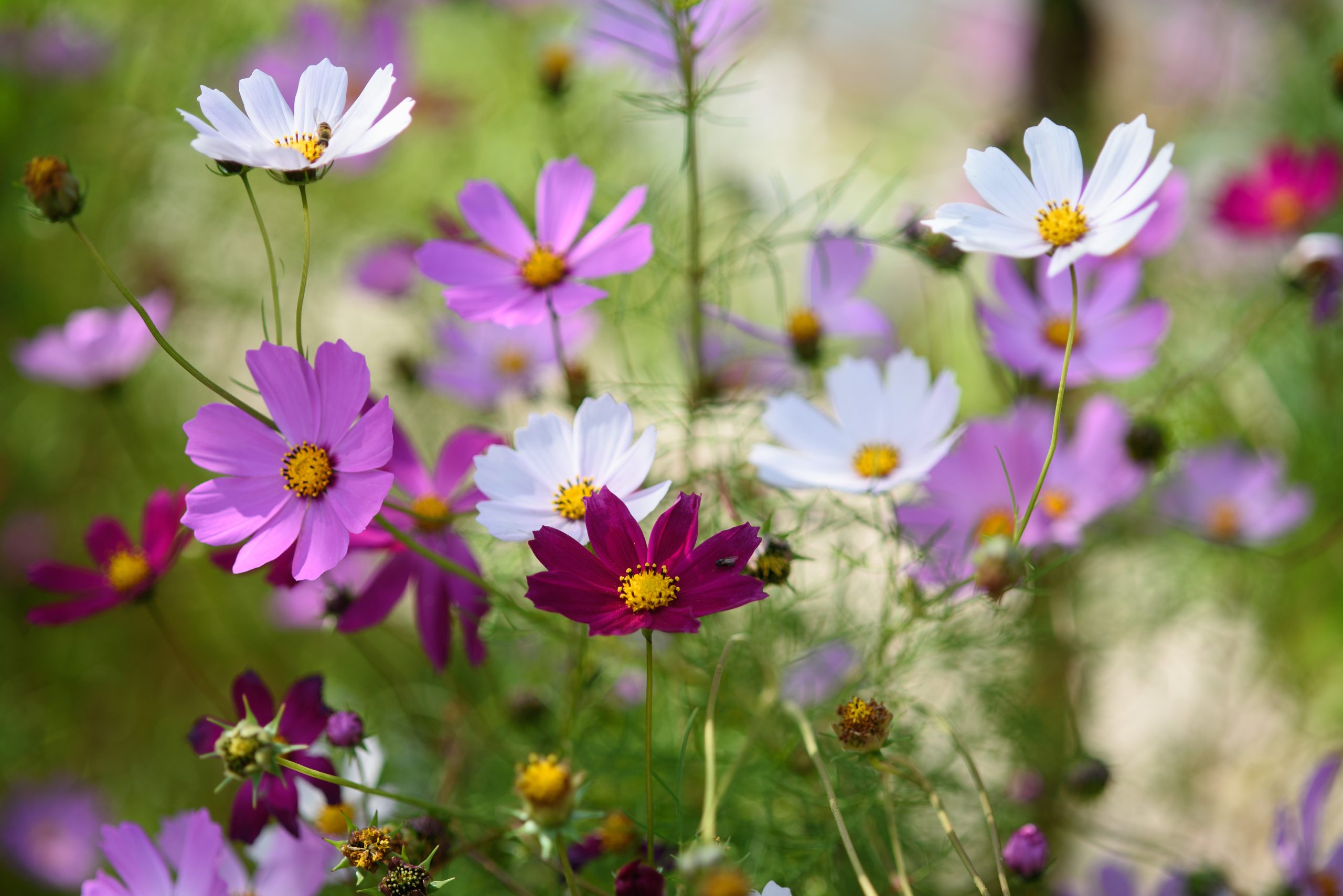 Cosmea-Blüten in Pink, Lila und Weiß in einem naturnahen Blumengarten.