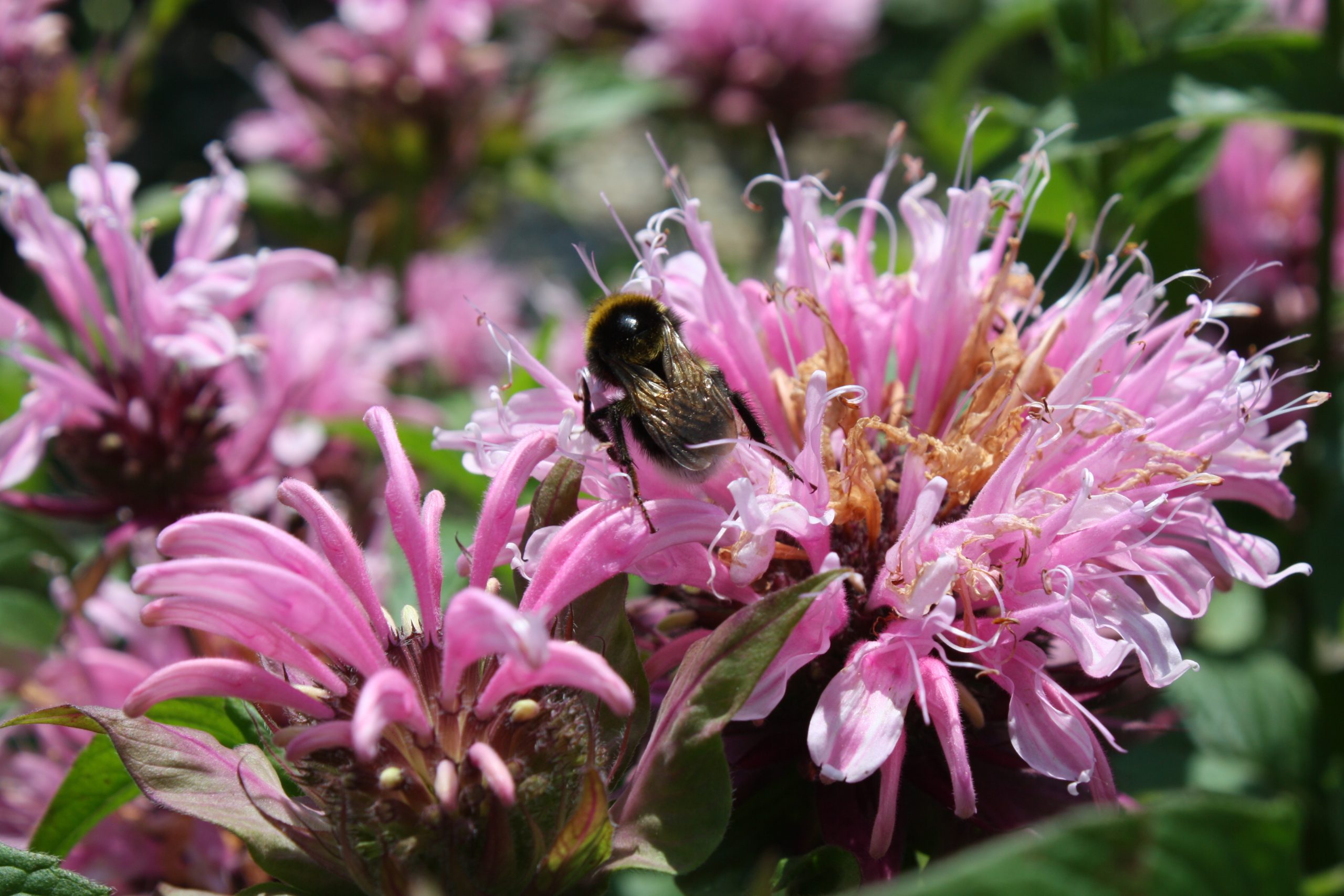 Hummel bestäubt eine rosa Goldmelisse