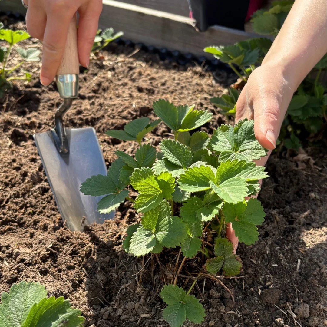 Hallo Garten Handspaten mit Buchengriff