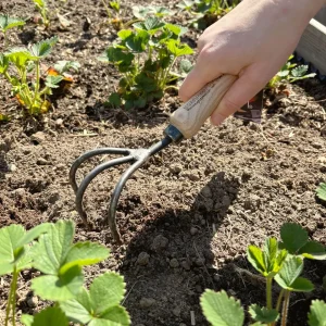 Grubber, 3 Zinken mit Eschengriff