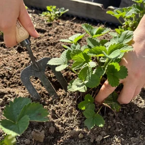 Handgabel, 3 Zinken mit Eschengriff - Bild 2