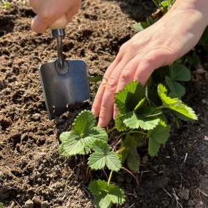 Pflanzenkelle mit Eschengriff, geschmiedete Ausführung - Bild 2
