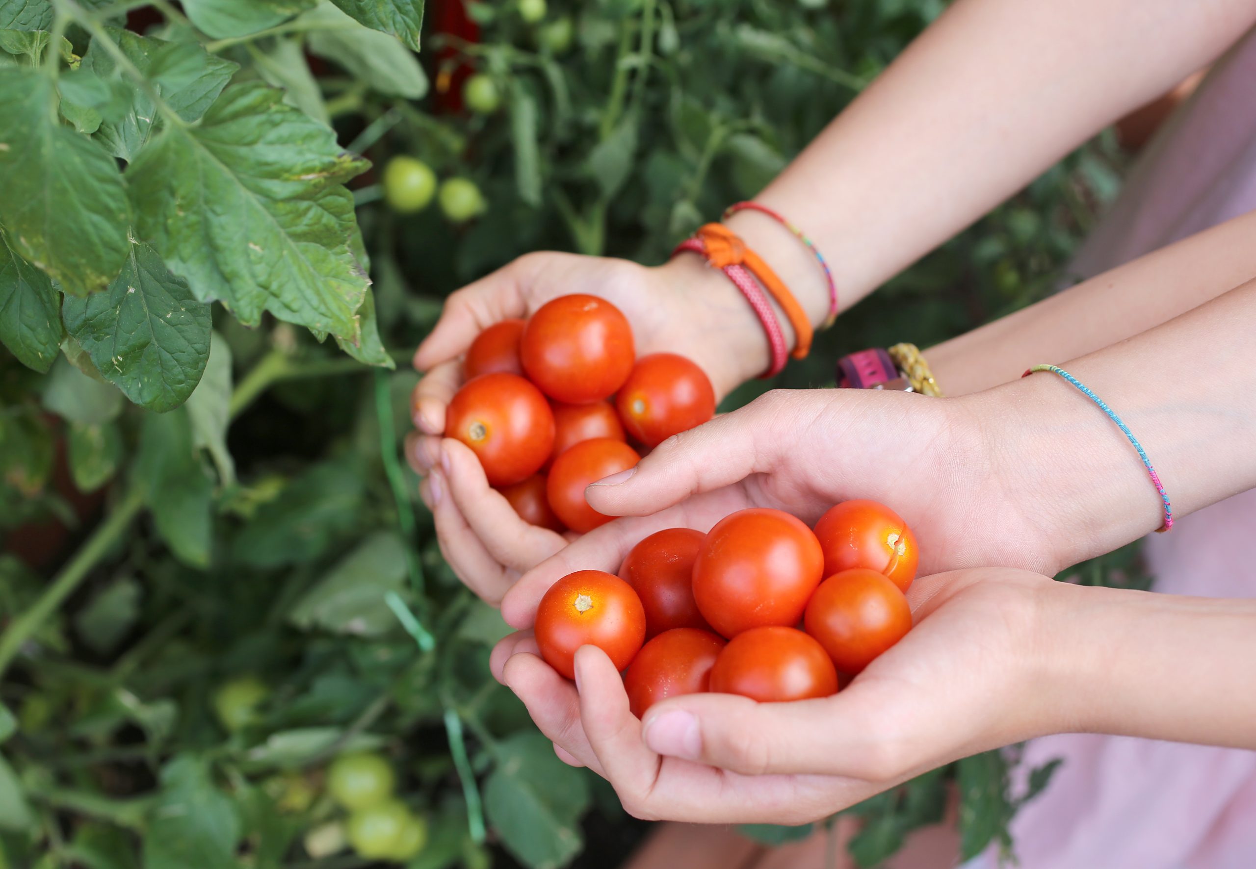 Kinder mit den Händen voller frischer Tomaten, die gerade aus dem Garten geerntet wurden