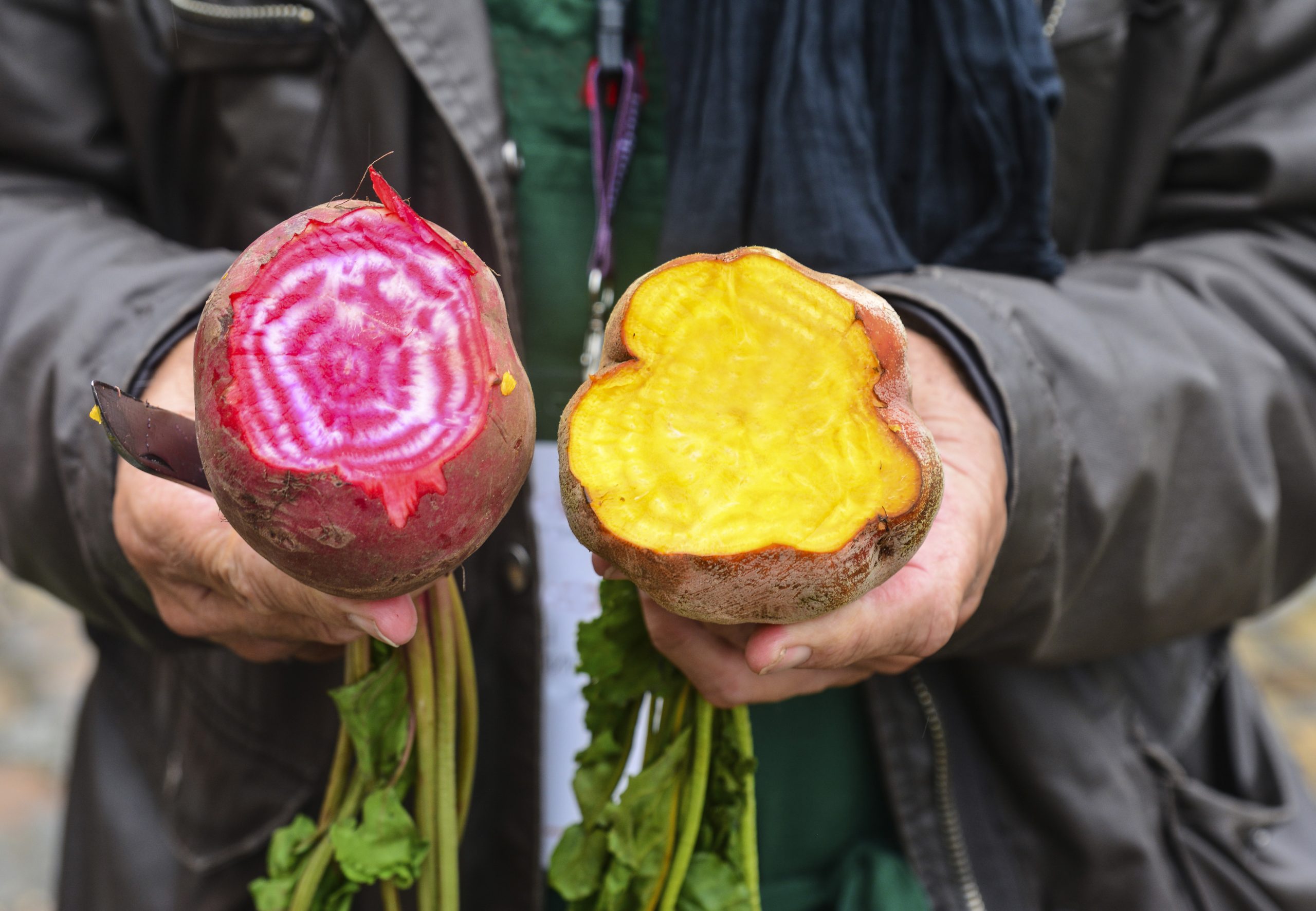 Zwei aufgeschnittene Rote Bete, eine mit rosa-weißem Muster, eine mit goldgelbem Fleisch, werden von Händen in einem Garten gehalten.