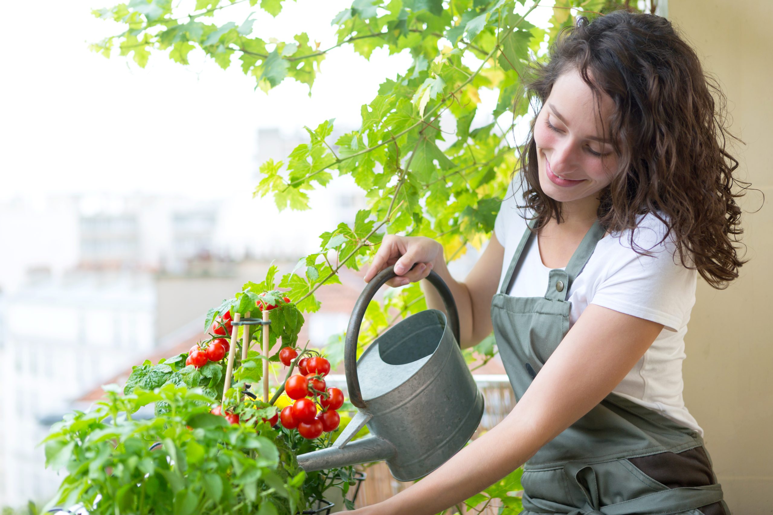 Junge Frau gießt Tomatenpflanzen und Kräuter mit einer Gießkanne auf dem Stadtbalkon.