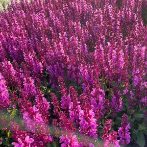 1-steppen-salbei-marvel-rose-salvia-nemorosa-marvel-rose_1920x1920