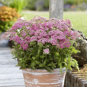 Schafgarbe - Achillea millefolium 'Milly Rock Rose'