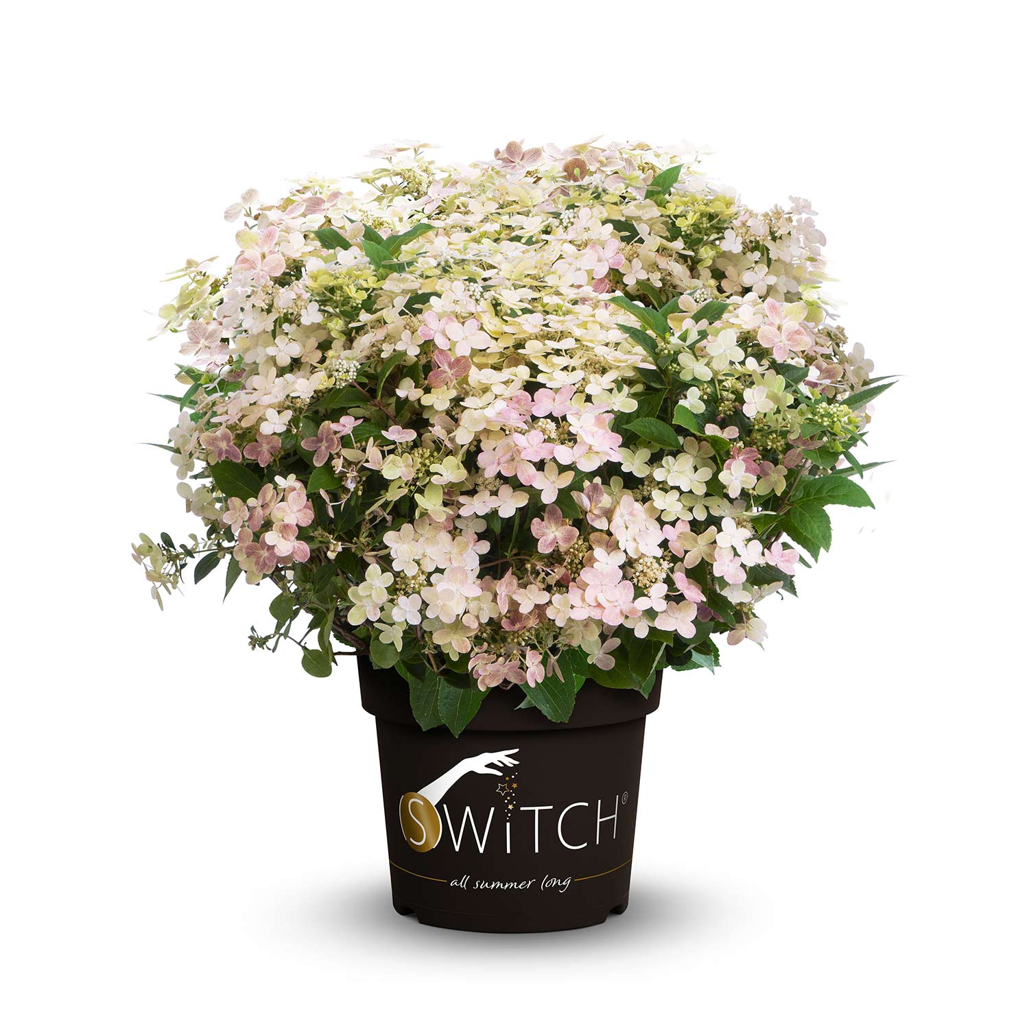 1-hydrangea-paniculata-switch_1920x1920