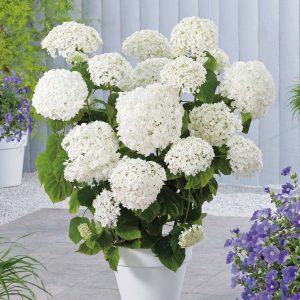 Schneeballhortensie - Hydrangea arborescens 'Annabelle'
