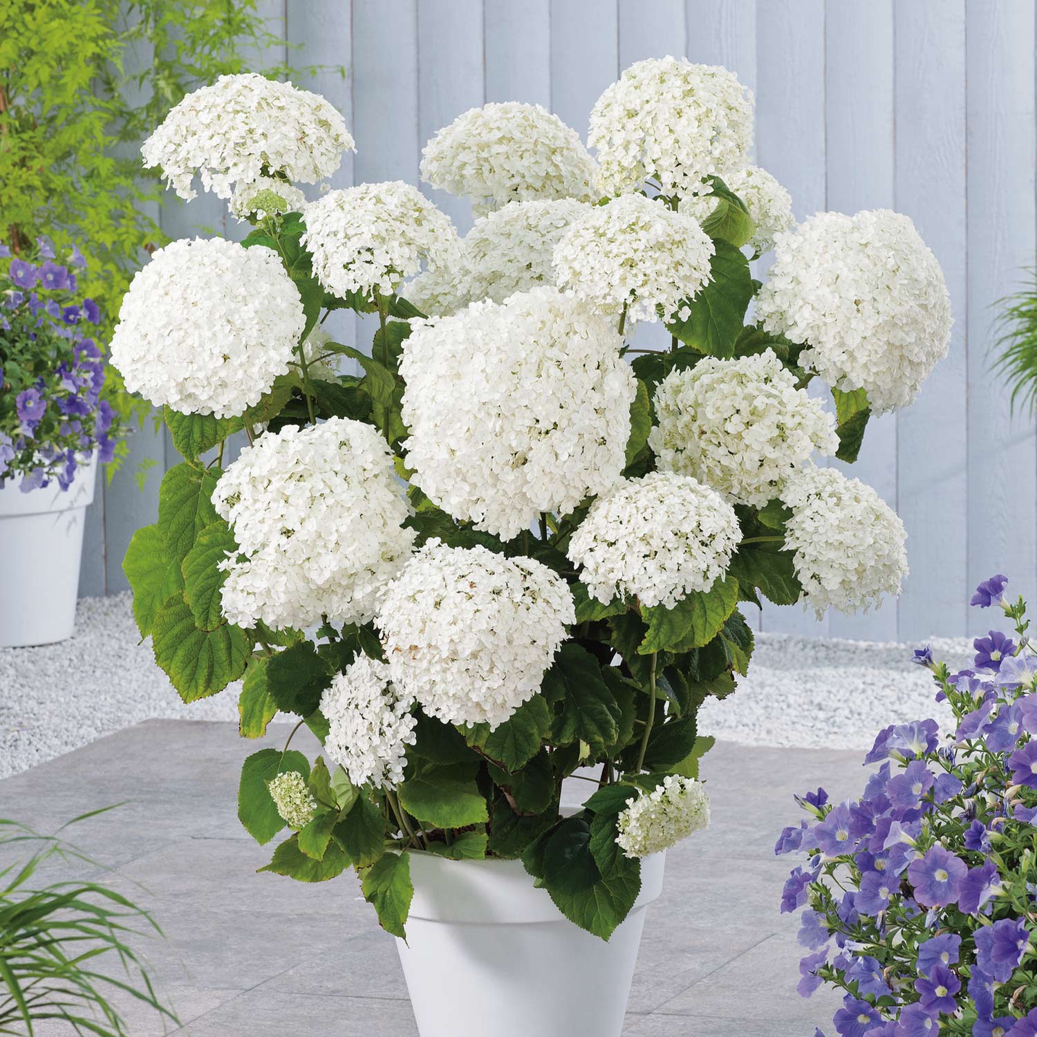 1-annabelle-hydrangea-jpg_1920x1920